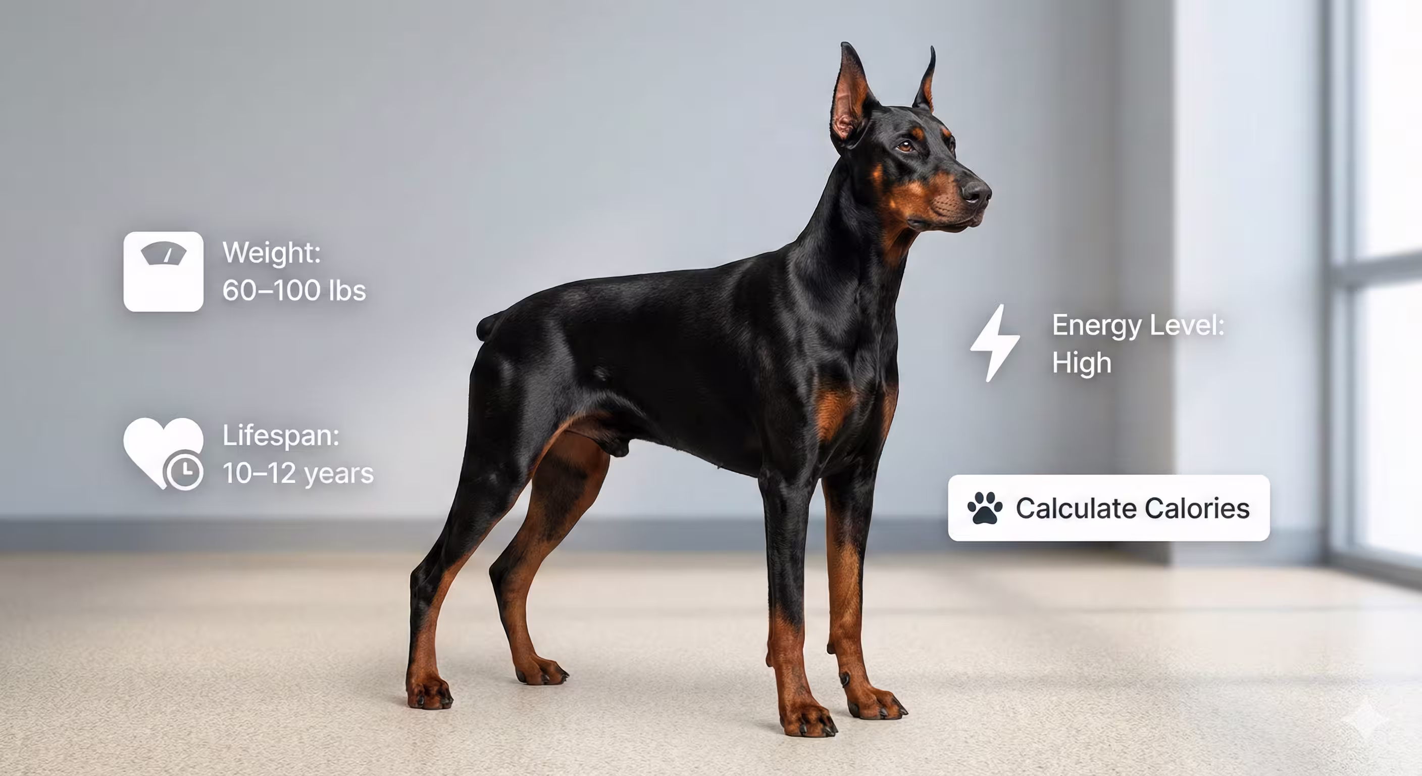 Doberman Pinscher